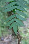 Smooth sumac